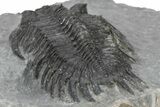 Spiny Delocare (Saharops) Trilobite - Bou Lachrhal, Morocco #241157-5